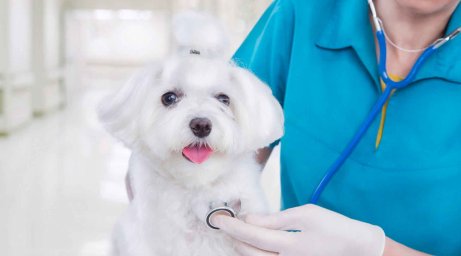 Болезни собак: симптомы, диагностика и лечение