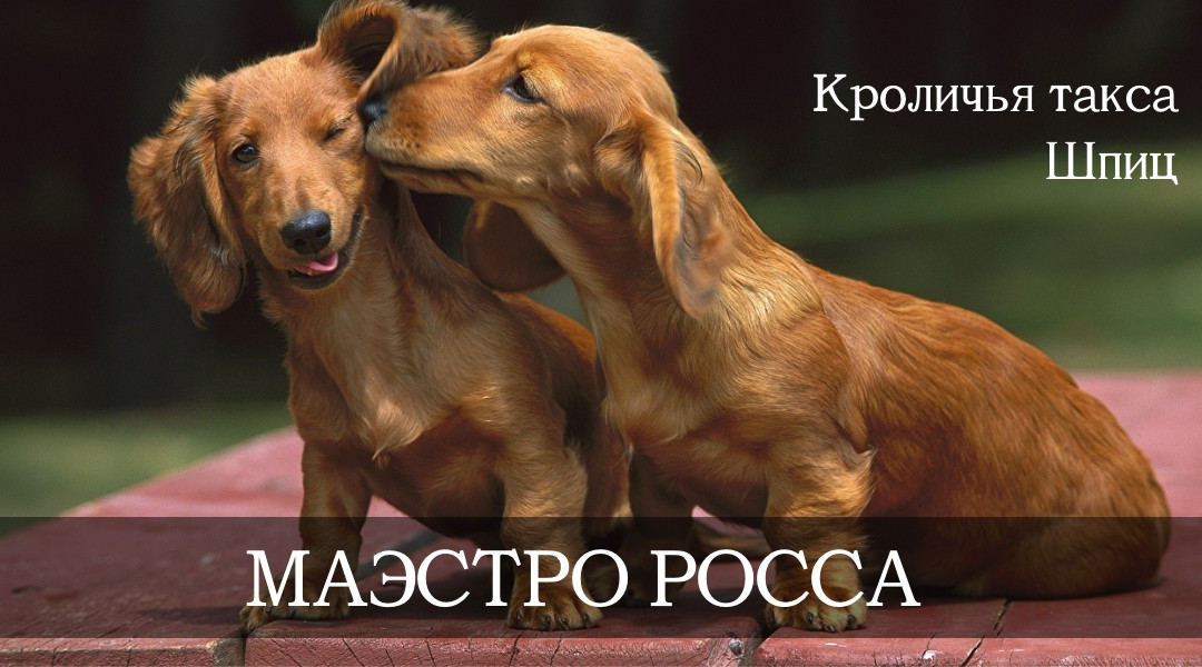 Маэстро Росса