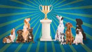 Какие бывают титулы и регалии на выставках и конкурсах собак