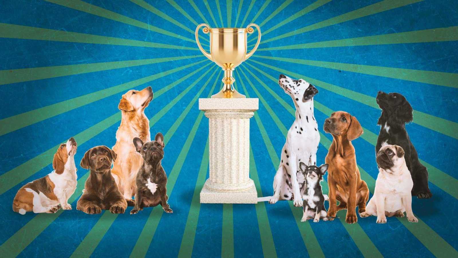 Какие бывают титулы и регалии на выставках и конкурсах собак