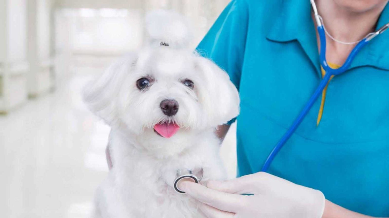 Болезни собак: симптомы, диагностика и лечение