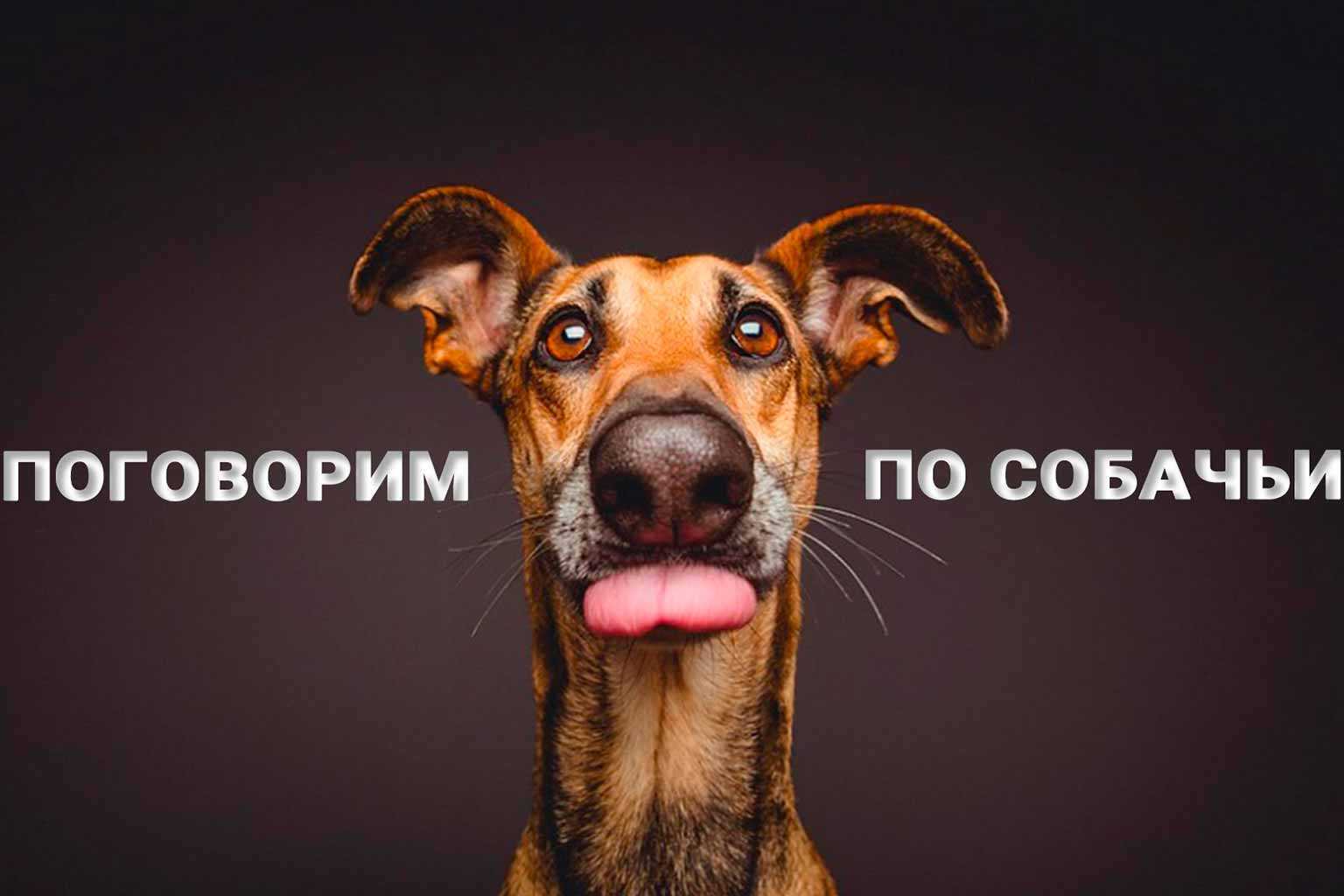 Язык собак — учимся понимать хвостатого члена семьи