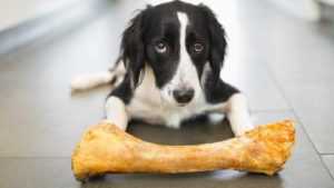 Можно ли собакам давать кости