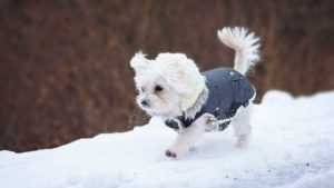 Нужно ли моей собаке зимнее пальто?