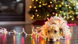 Как подготовить собаку к праздникам