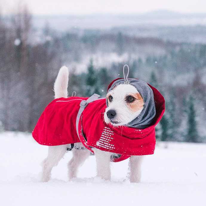 Нужно ли моей собаке зимнее пальто?