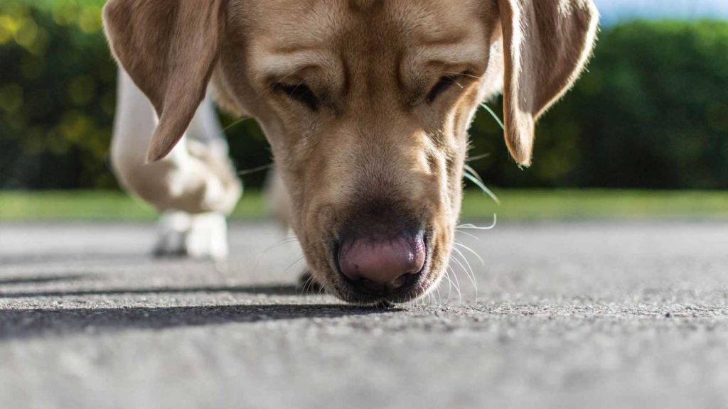 Собаки находят дорогу домой не только носом