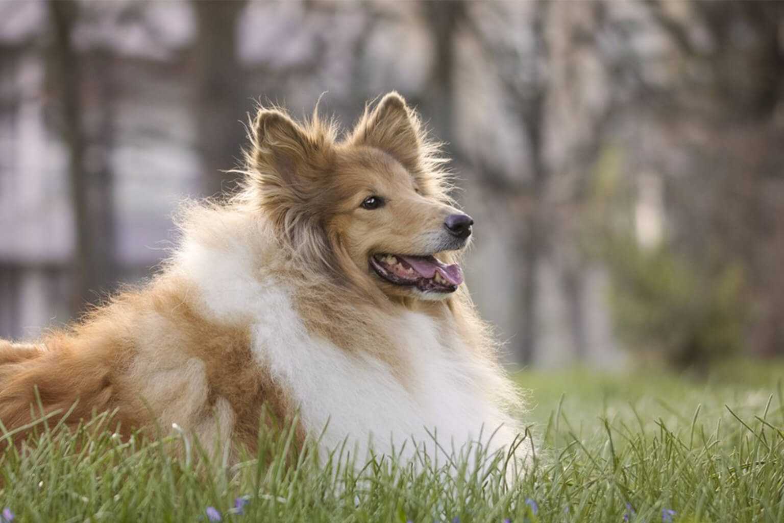 Scottish collie