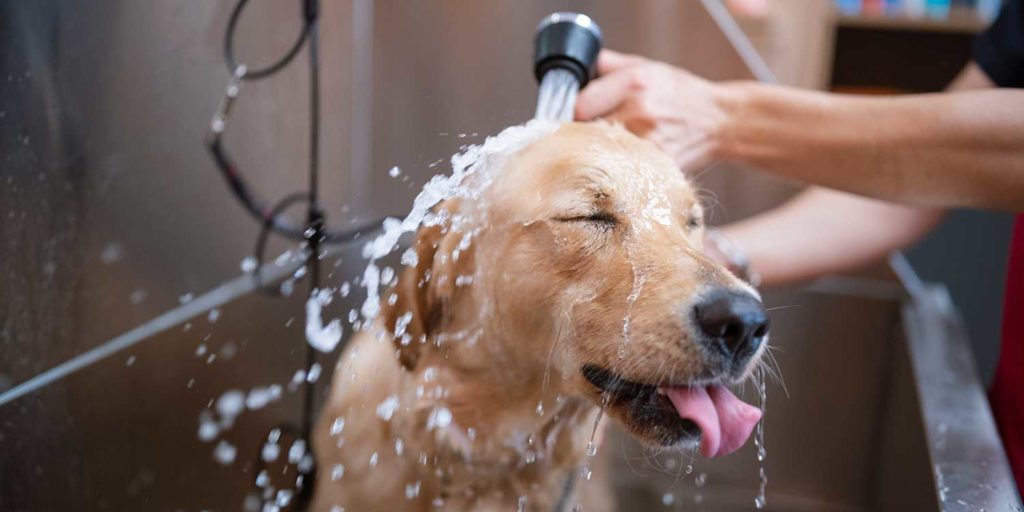 Как понять, что мыть собаку пора