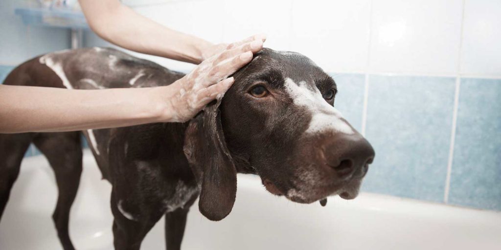Правильные средства для мытья собак