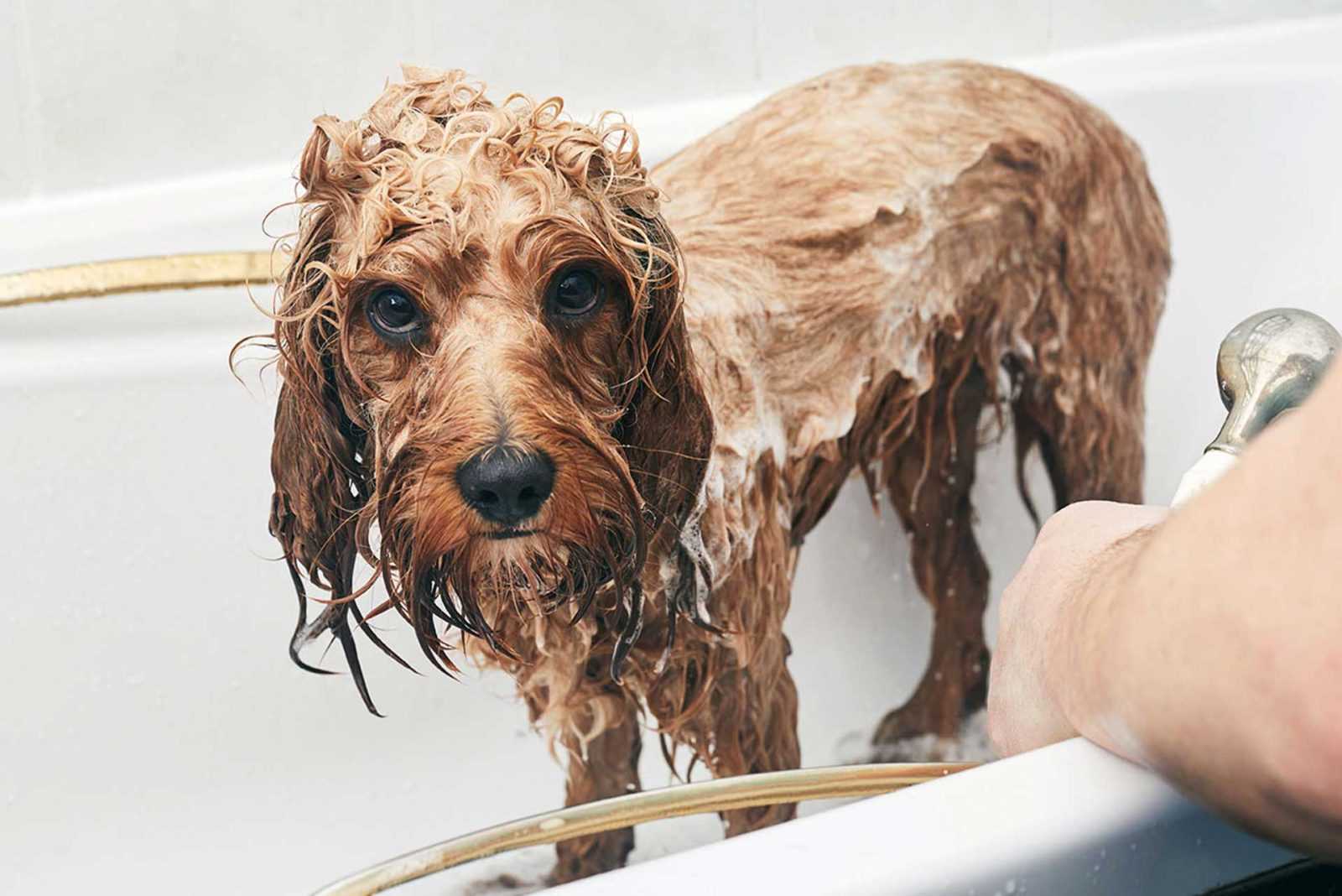 Когда можно купать собаку после. Купание собаки. Помытая собака. Собака моется. Собака купается.