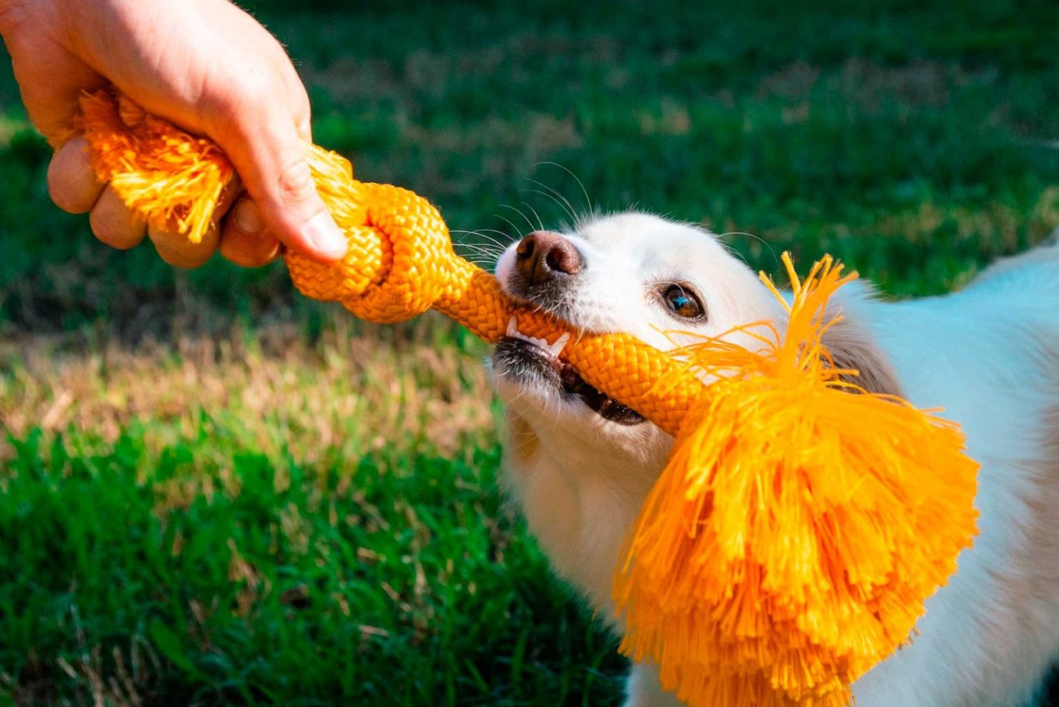 Игрушки для собаки своими руками: фото, видео, инструкции