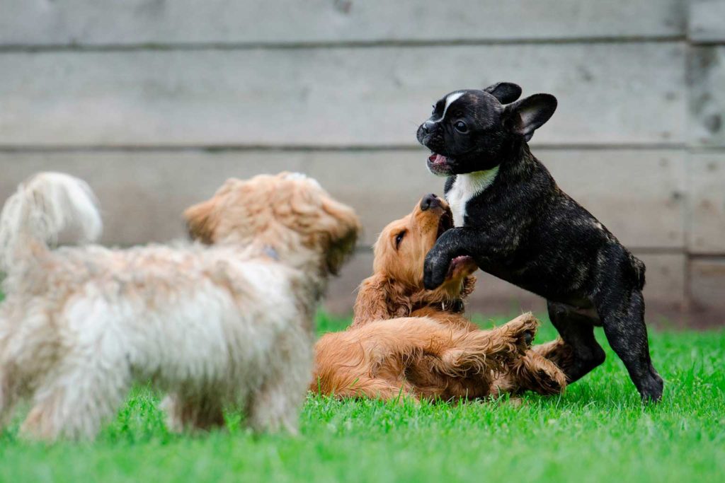 Социализация собаки щенка: как воспитать собаку