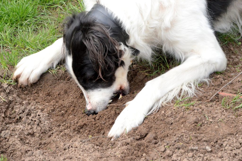 Почему собака ест землю?